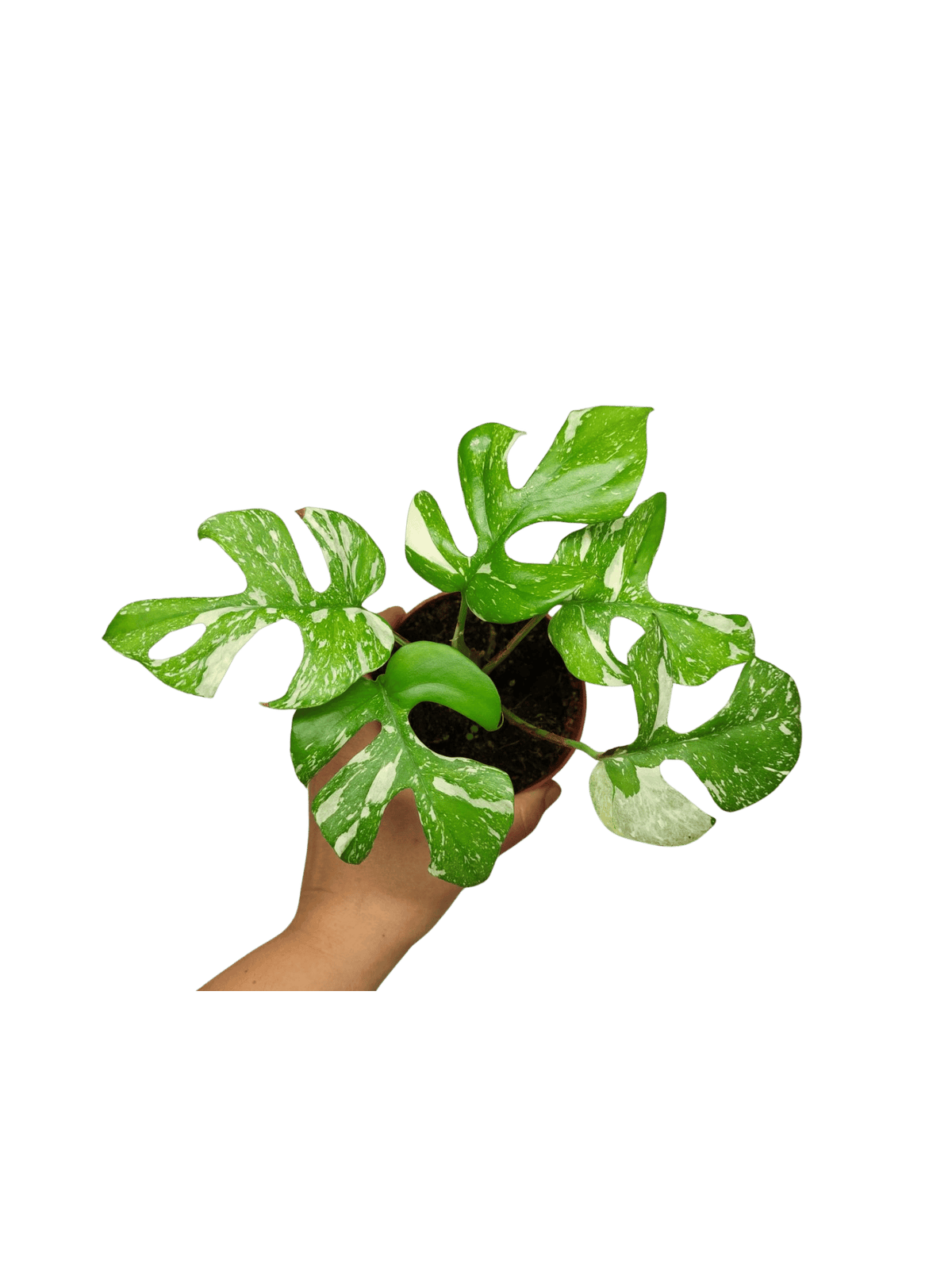 Monstera Minima (Raphidophora Tetrasperma) Thai Constellation