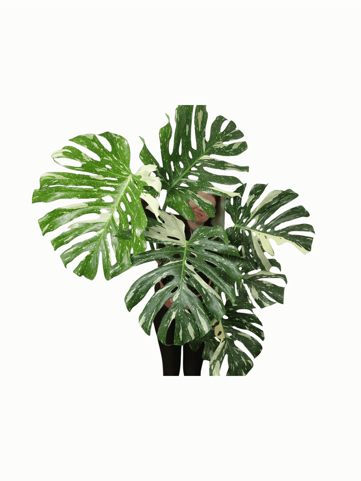 Monstera Thai Constellation XXL