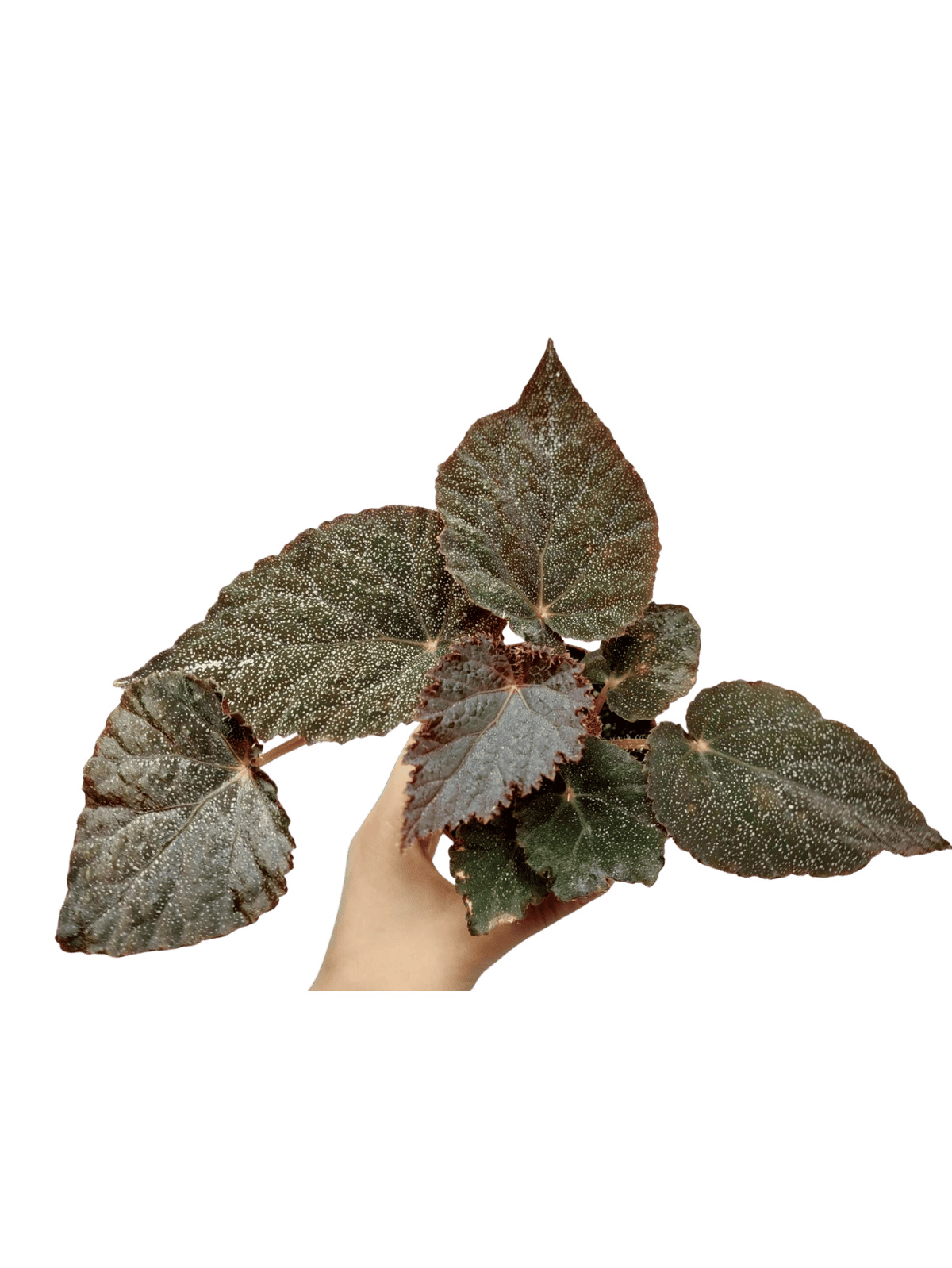 Begonia Taconite