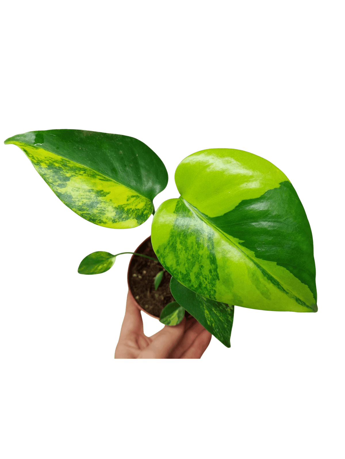 Monstera Aurea Yellow Marilyn
