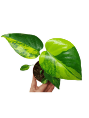 Monstera Aurea Yellow Marilyn