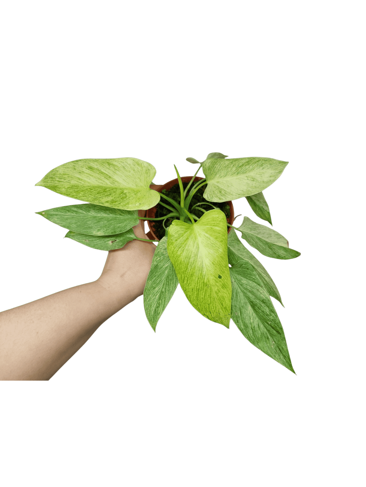 Homalomena Sulcata Cream Frost