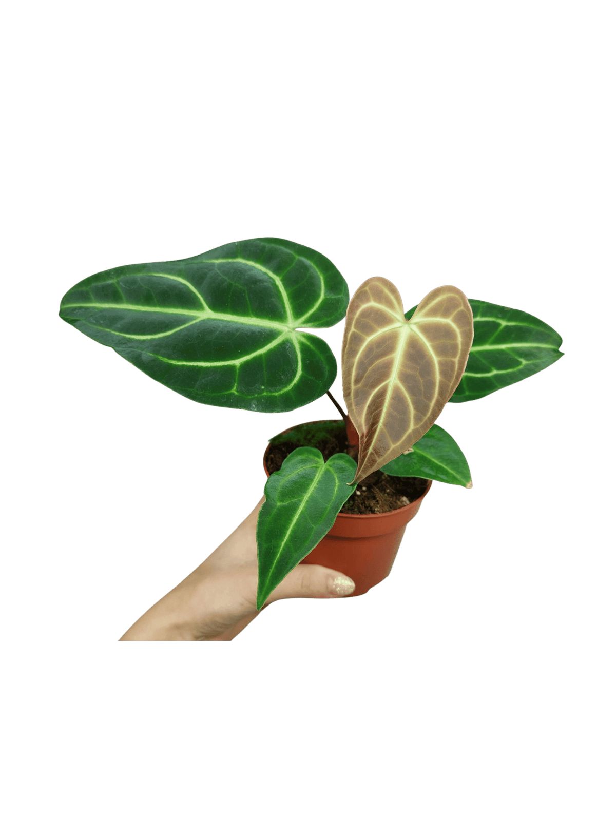 Anthurium Regale
