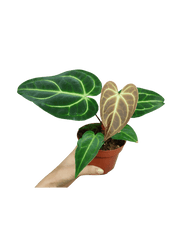 Anthurium Regale