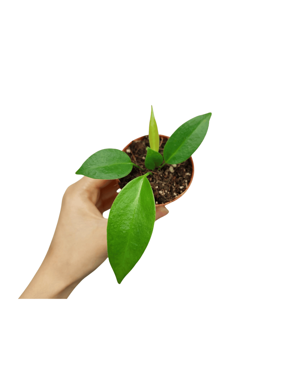 Anthurium Wendlingeri Baby