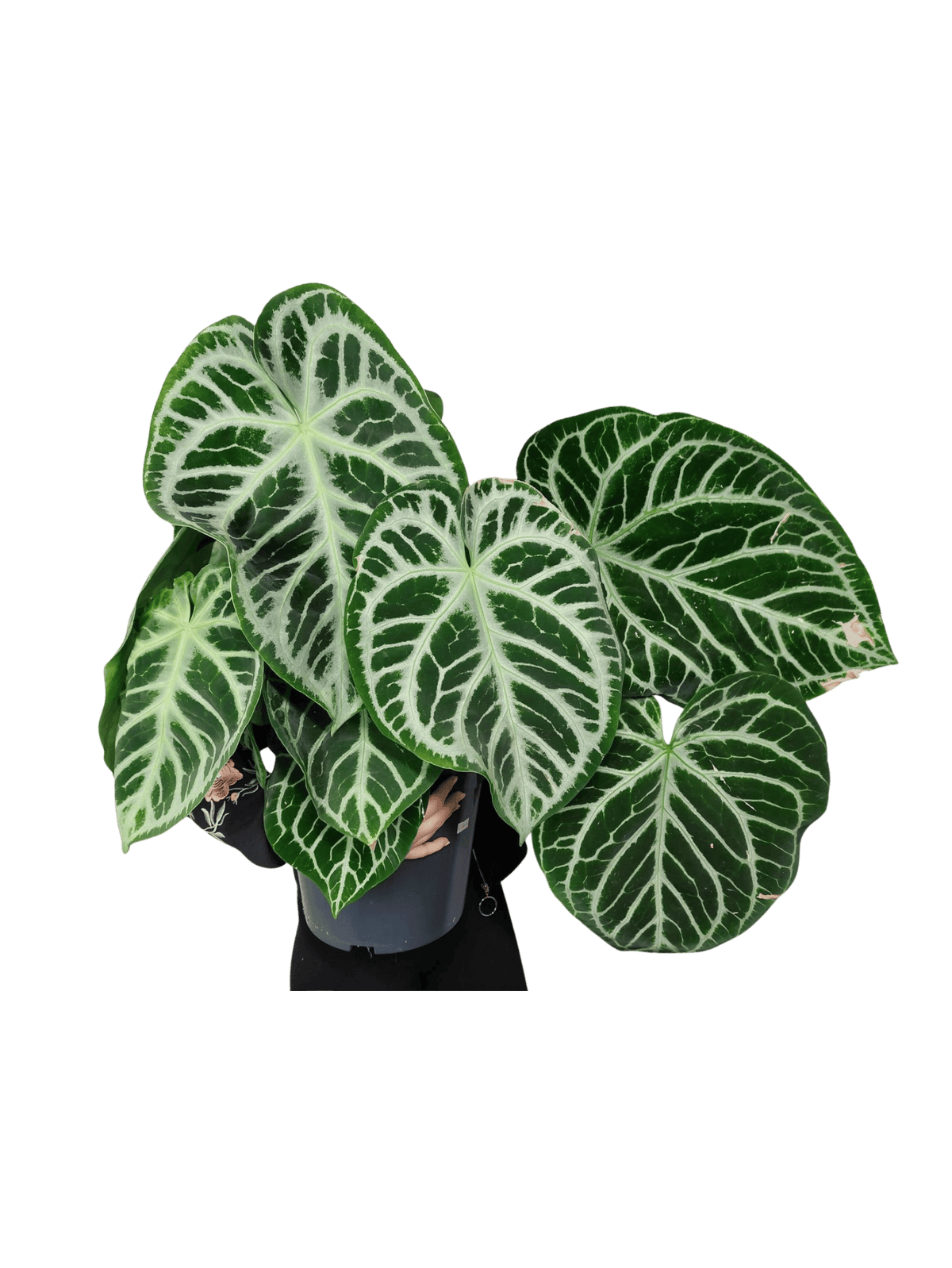 Anthurium Crystallinum Karma Crystal