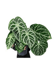 Anthurium Crystallinum Karma Crystal