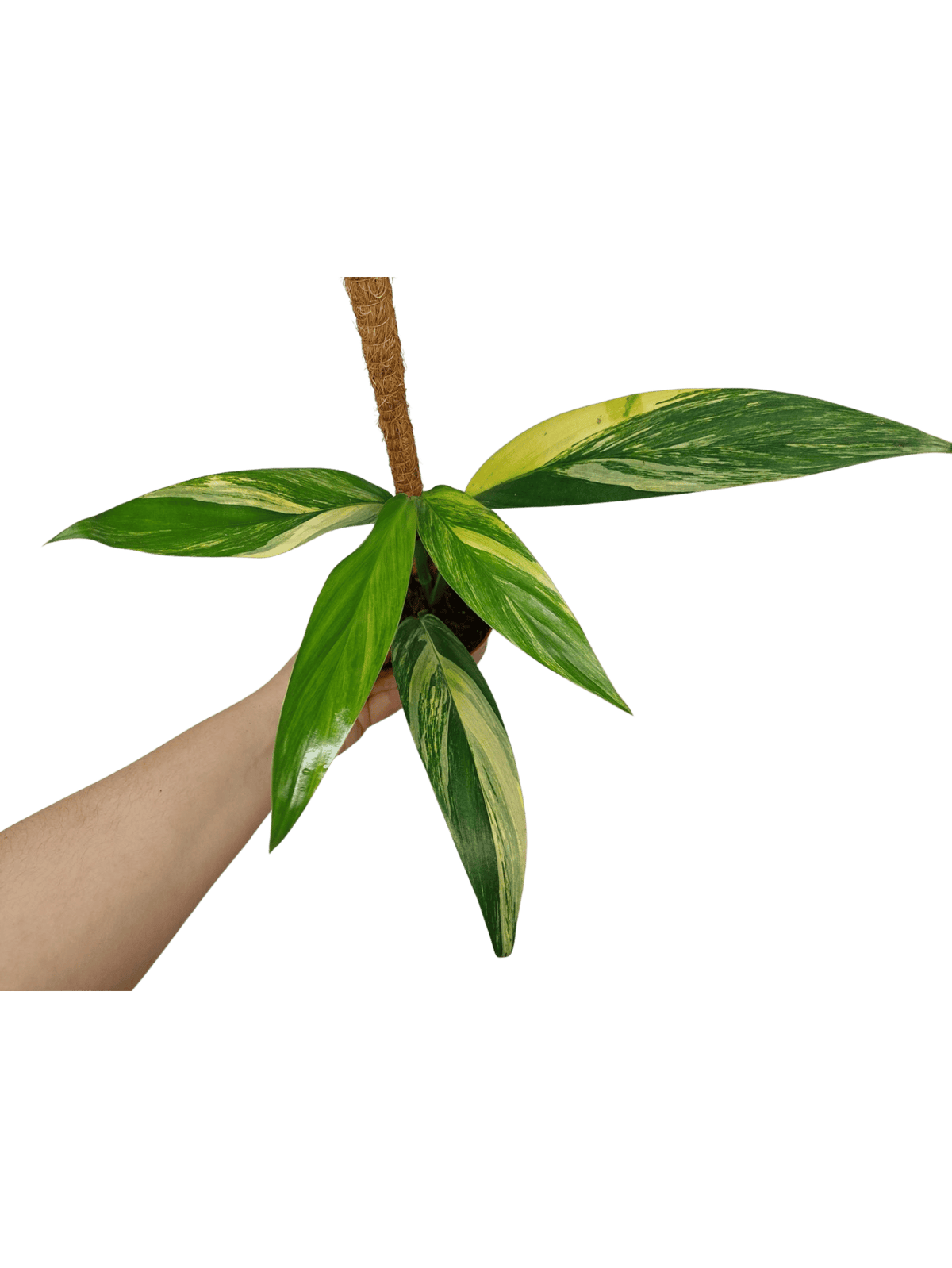 Epipremnum Amplissimum Aurea