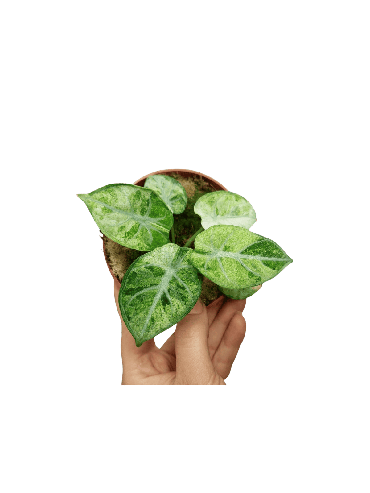 Alocasia Ninja Tricolor