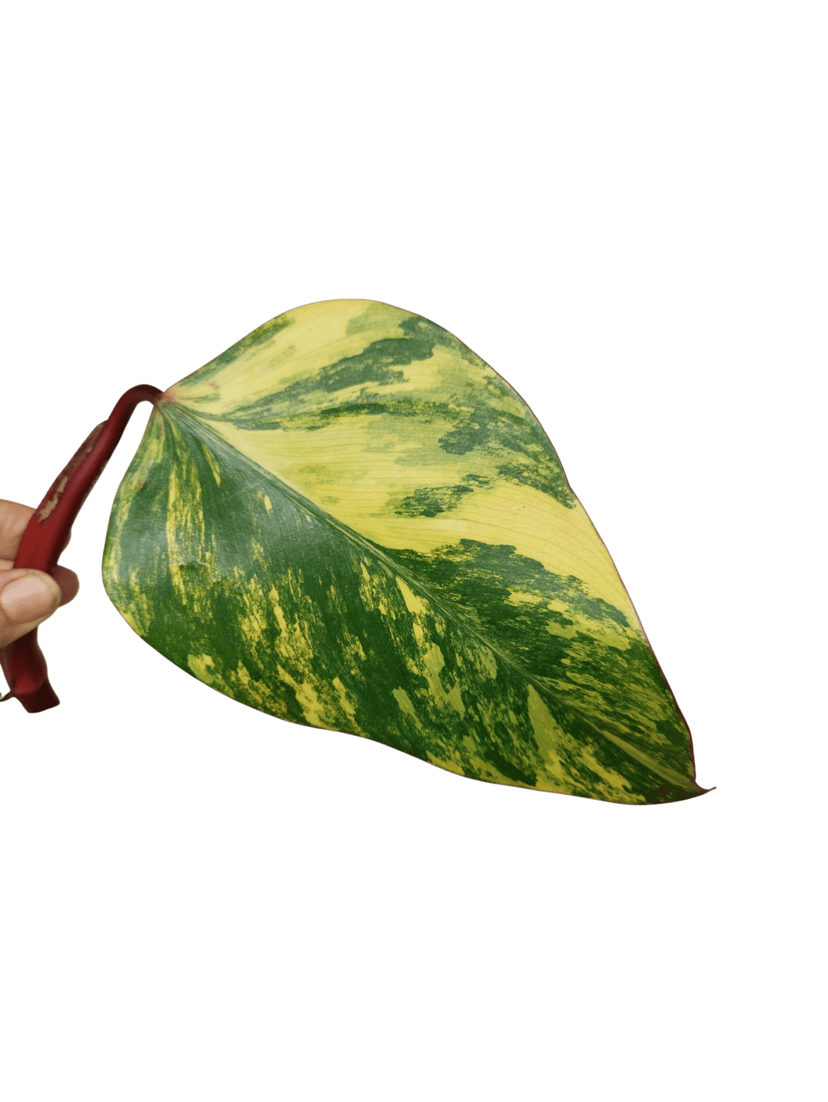 Philodendron Strawberry Shake Steckling