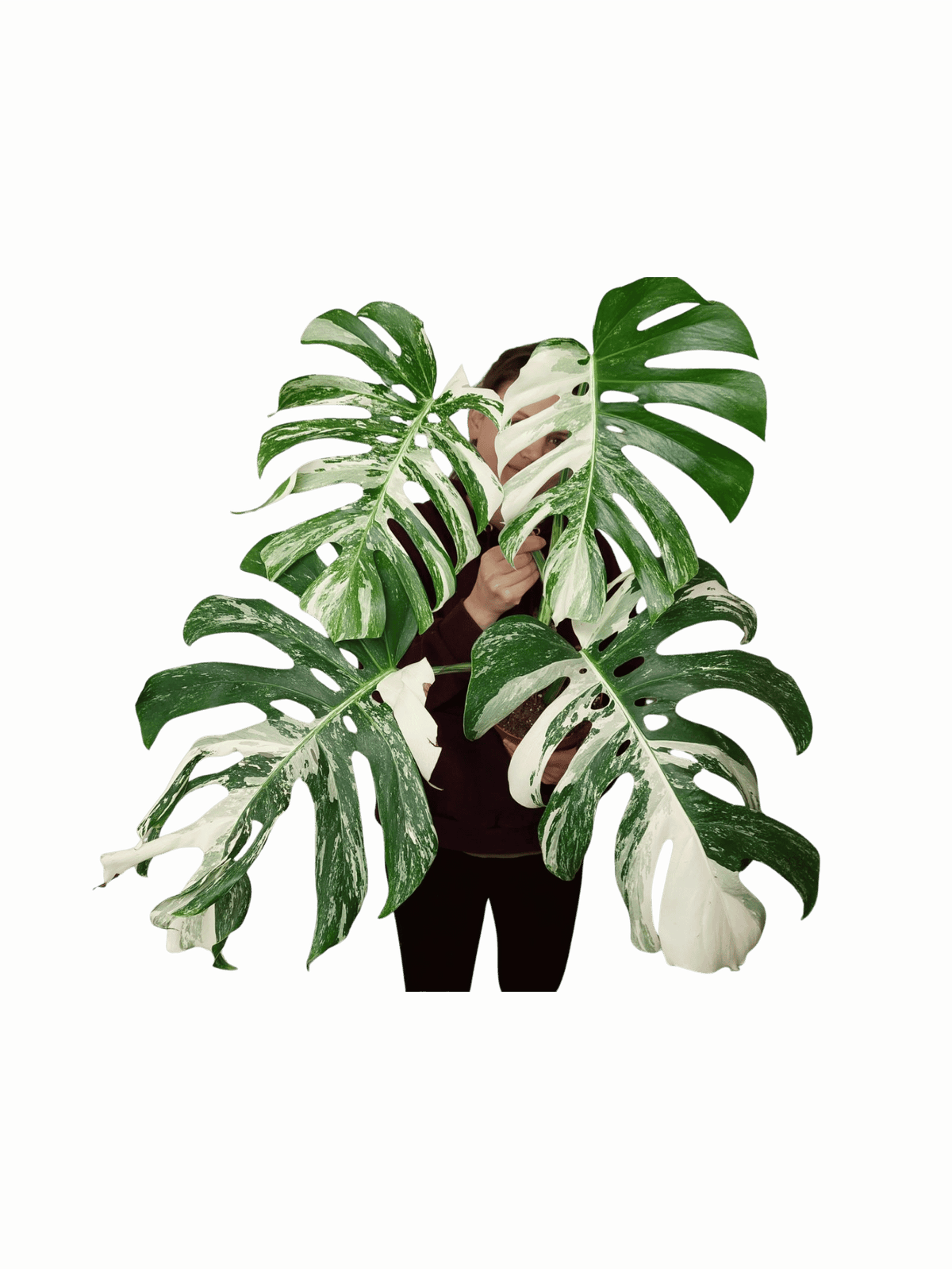 Monstera Variegata Adult