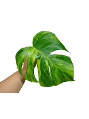 Monstera Aurea Steckling
