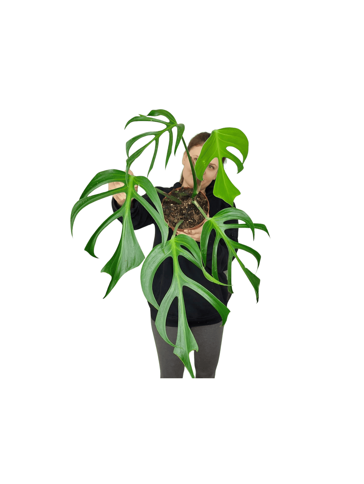 Monstera Burle Marx Flame Adult