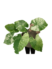 Alocasia Gageana Albo Variegata