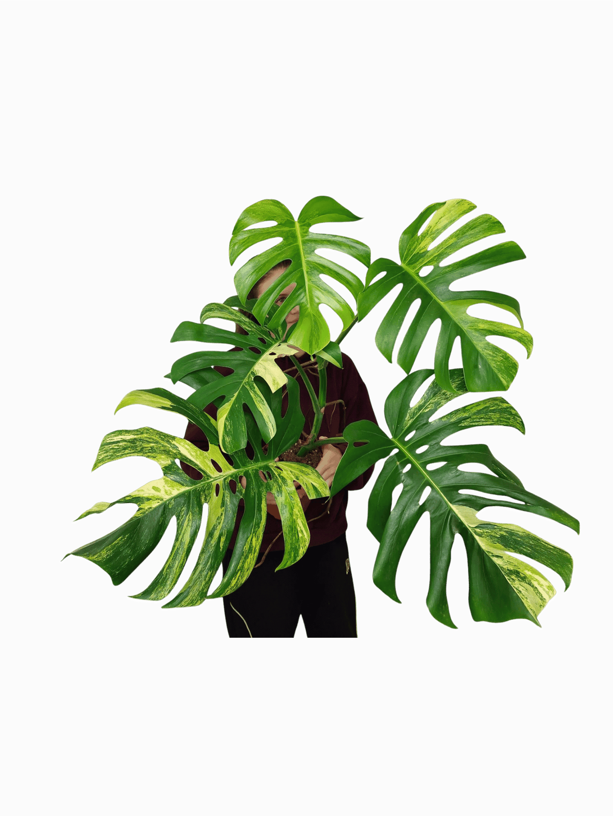 Monstera Aurea Adult