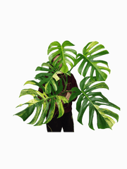 Monstera Aurea Adult