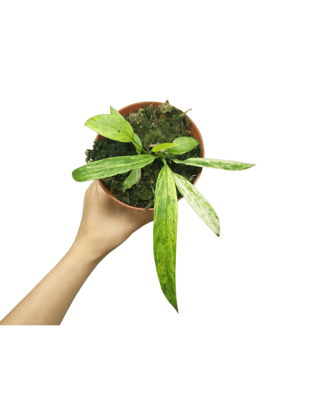 Anthurium Vittarifolium Aurea Variegata