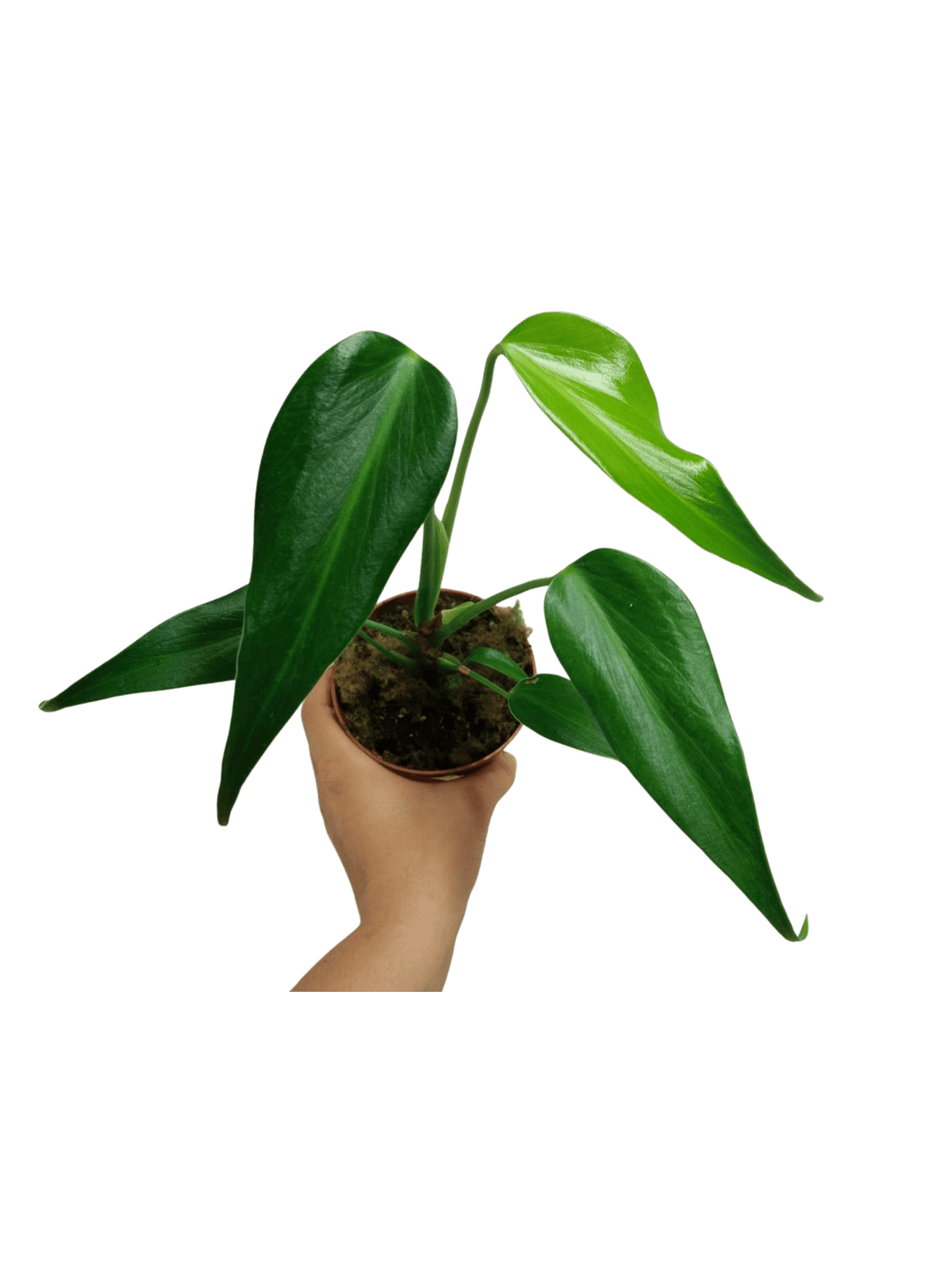 Monstera Burle Marx Flame