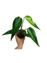 Monstera Burle Marx Flame