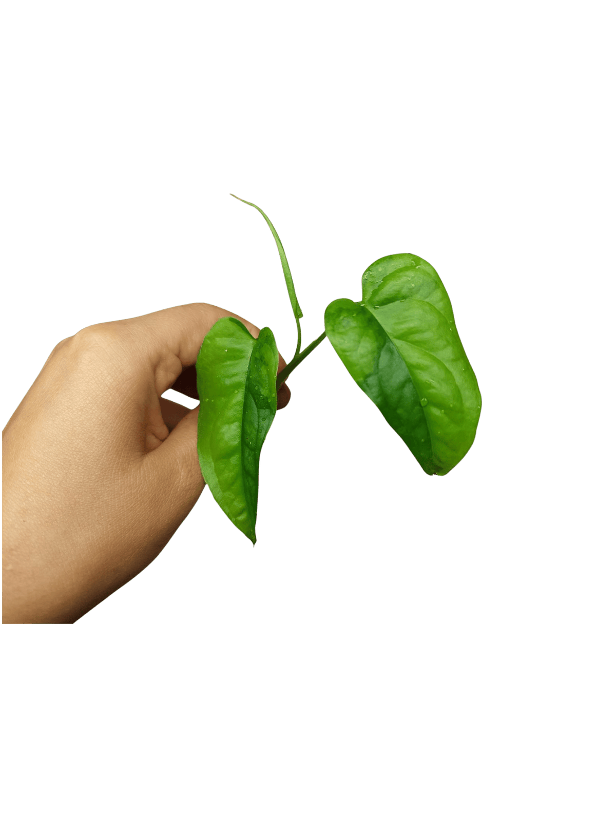 Monstera Siltepecana Aurea Steckling