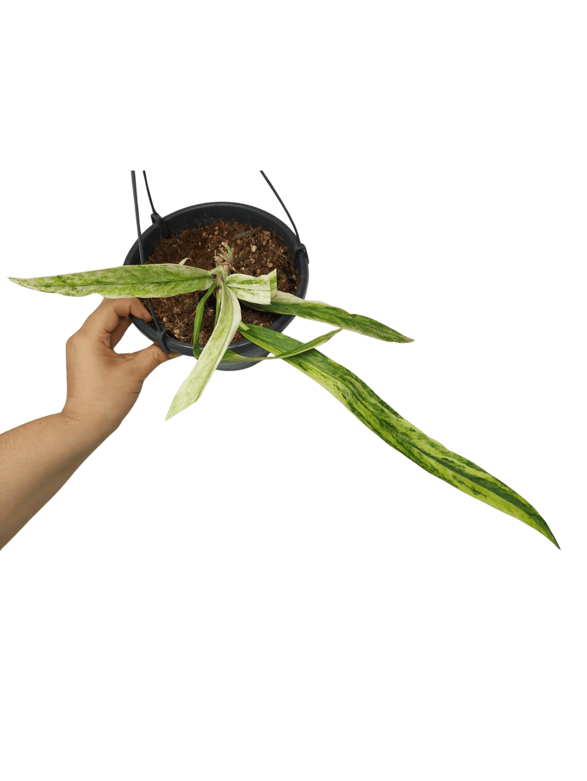 Anthurium Vittarifolium Variegata