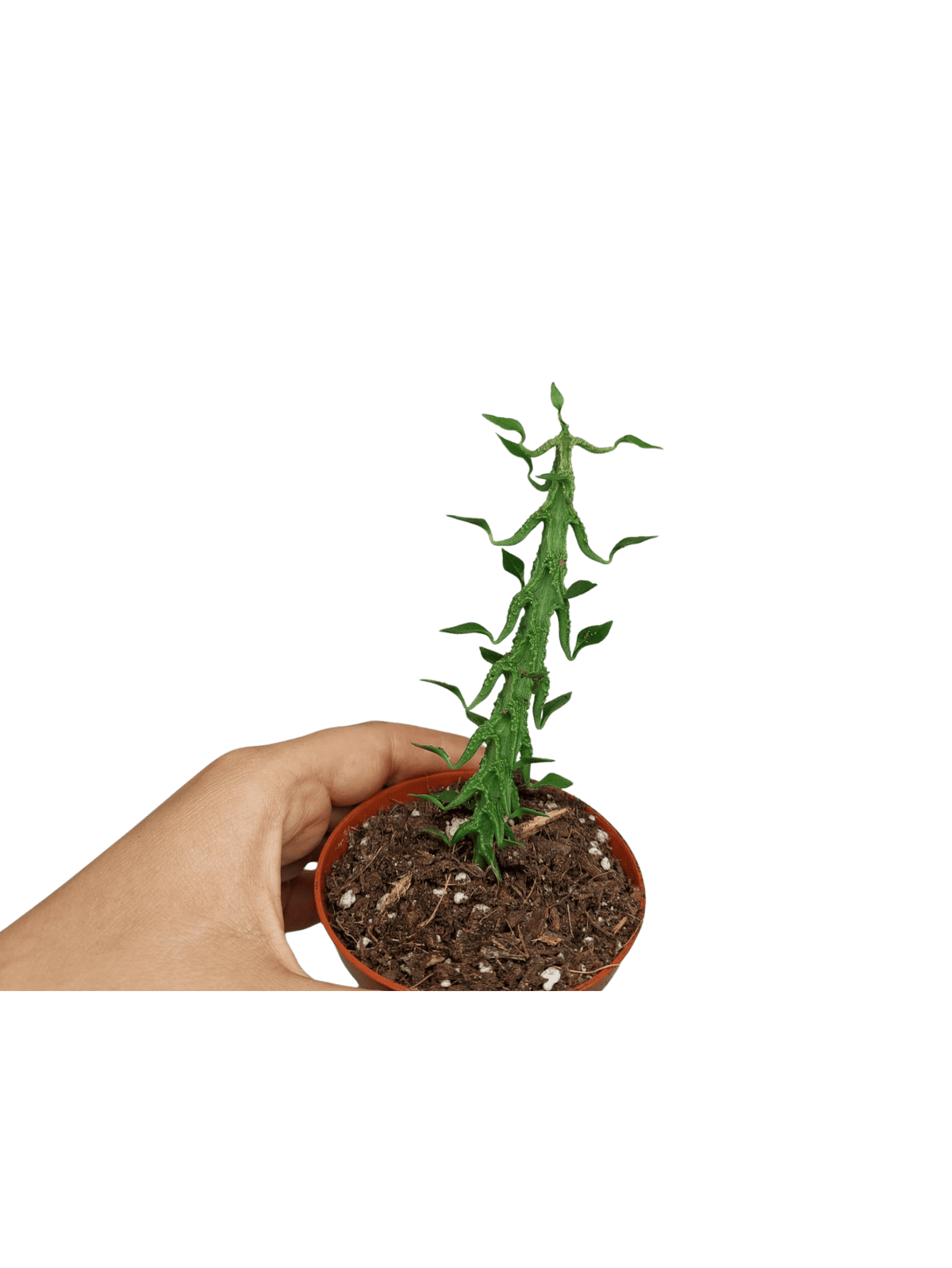 Ceropegia Simoneae