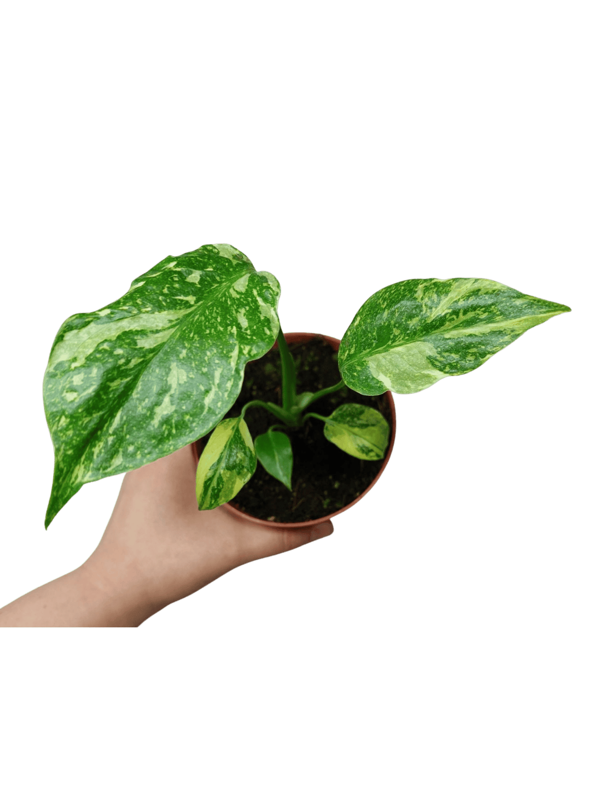 Monstera Electrolight / Electrolyte