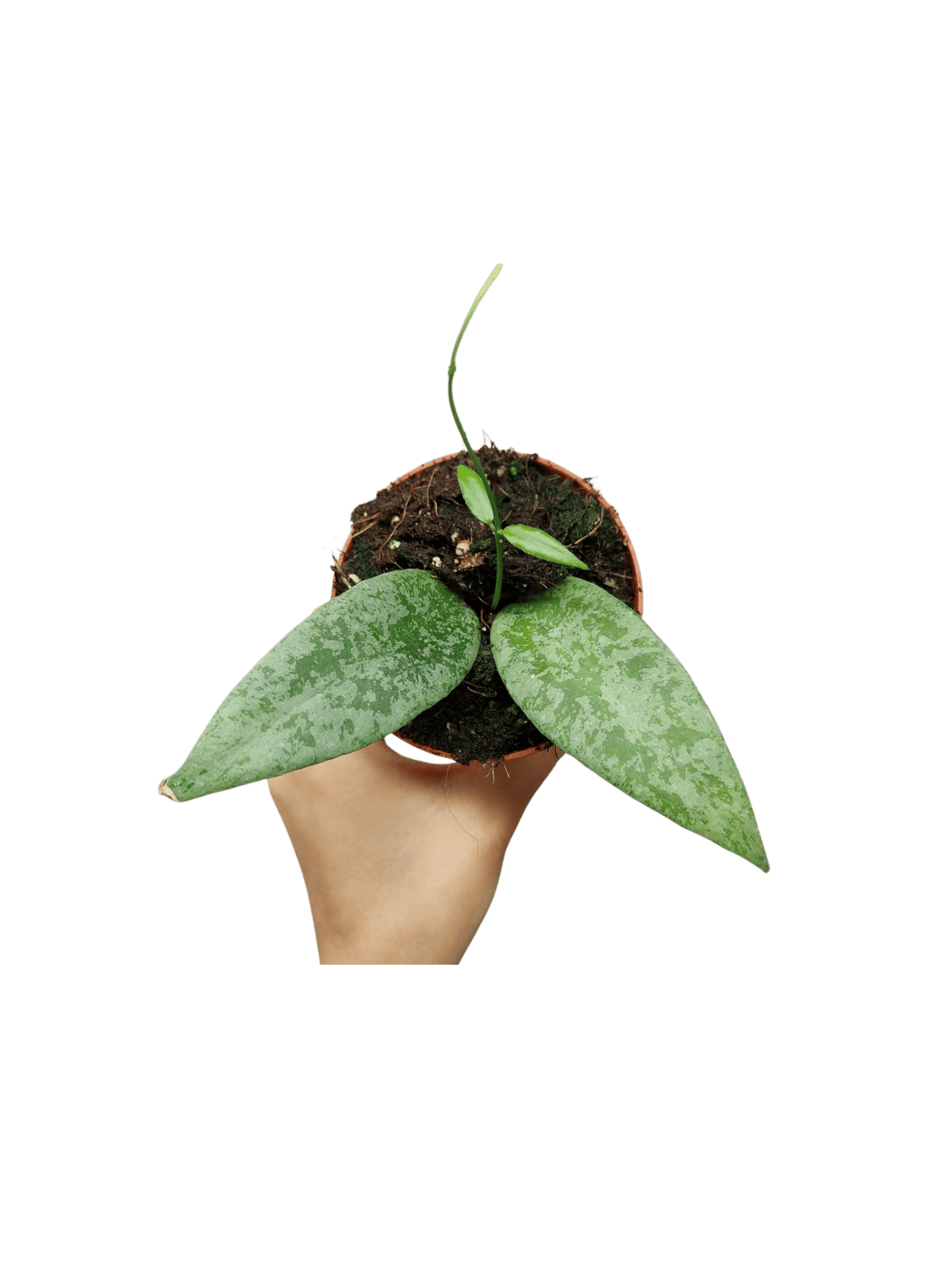 Hoya Flagellata Silver