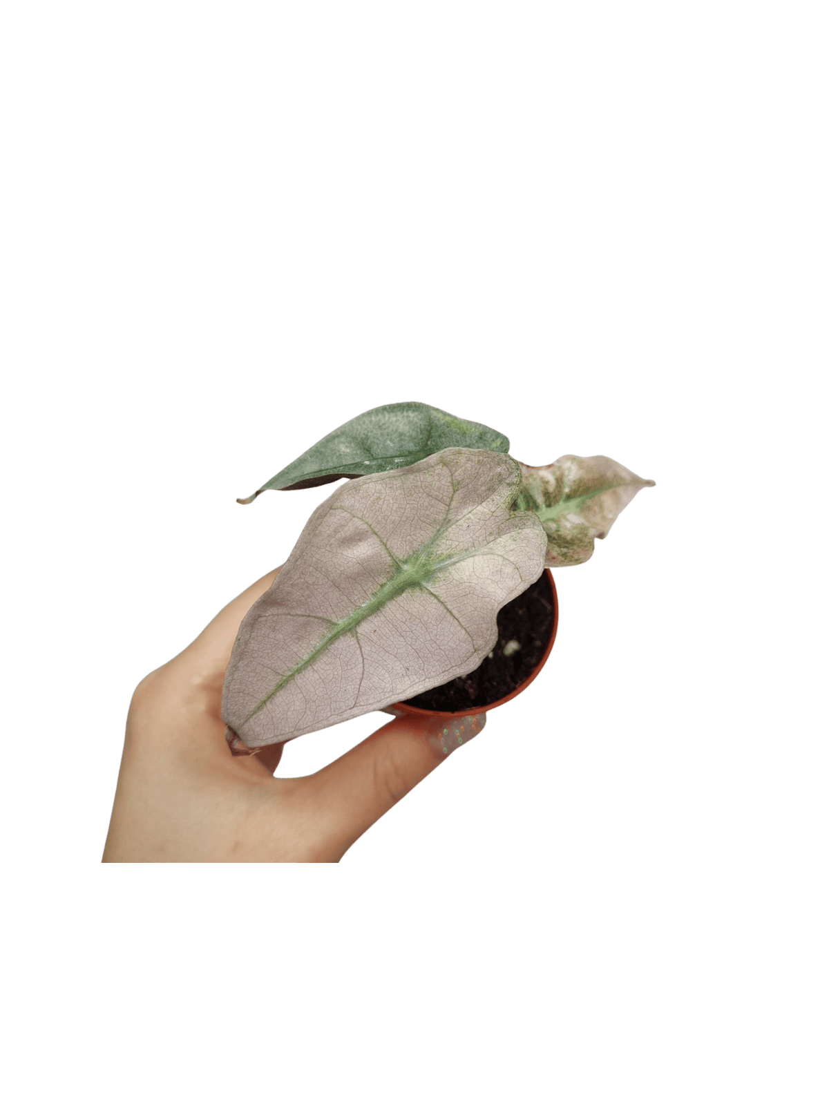 Alocasia Polly Variegata