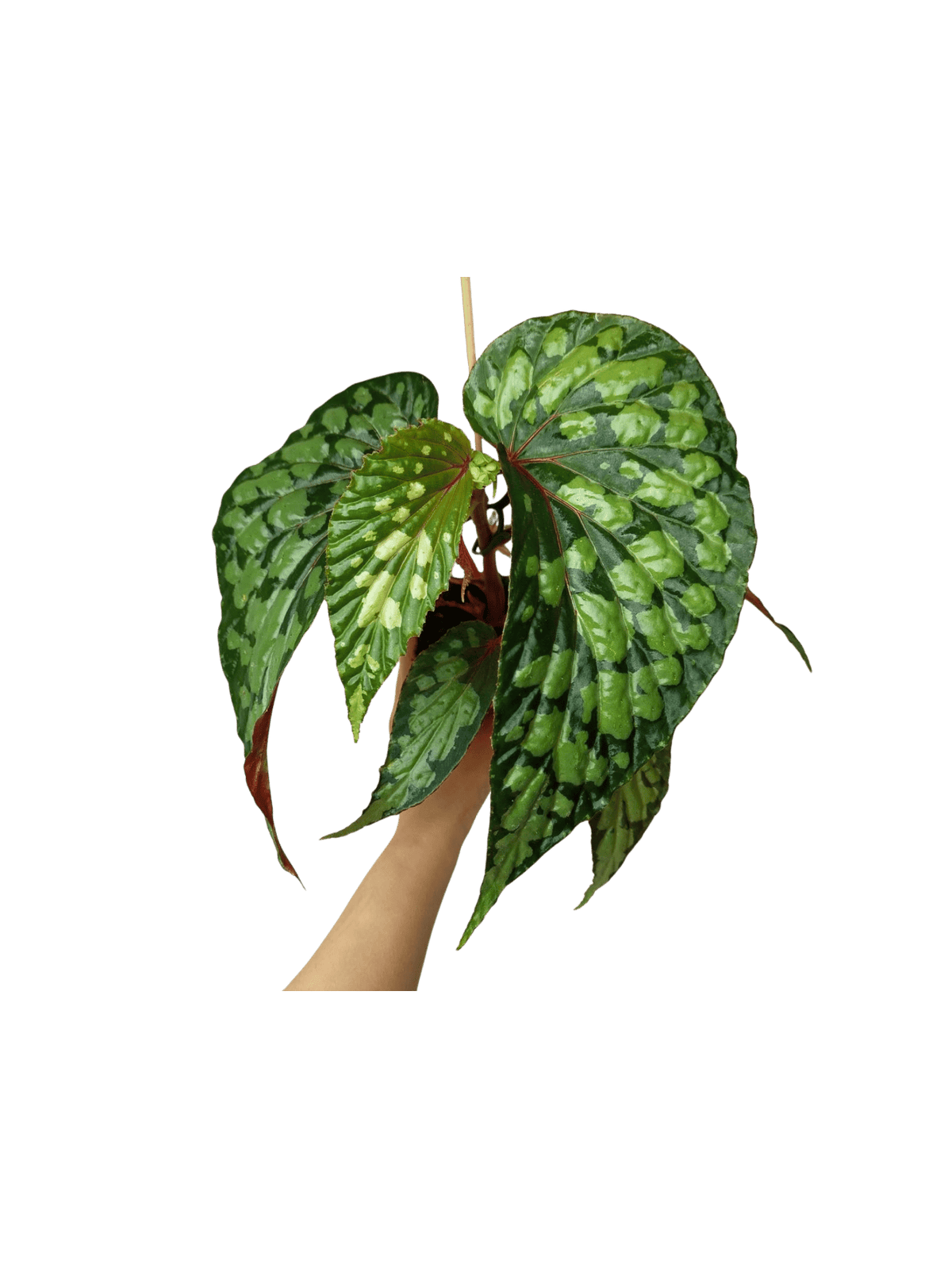 Begonia Lucifer