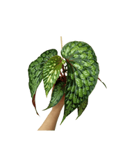 Begonia Lucifer