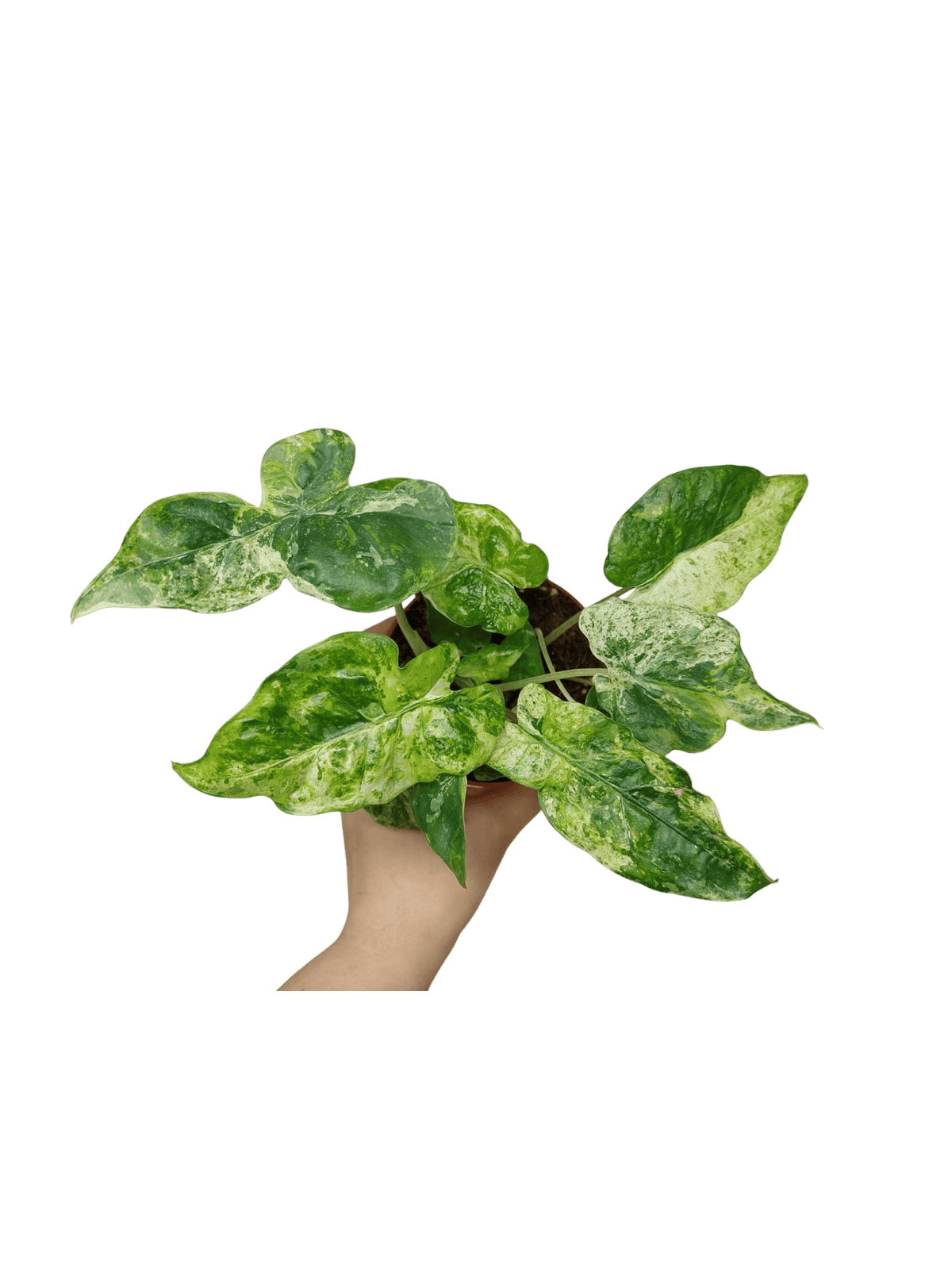 Alocasia Macrorrhiza Splash Tricolor