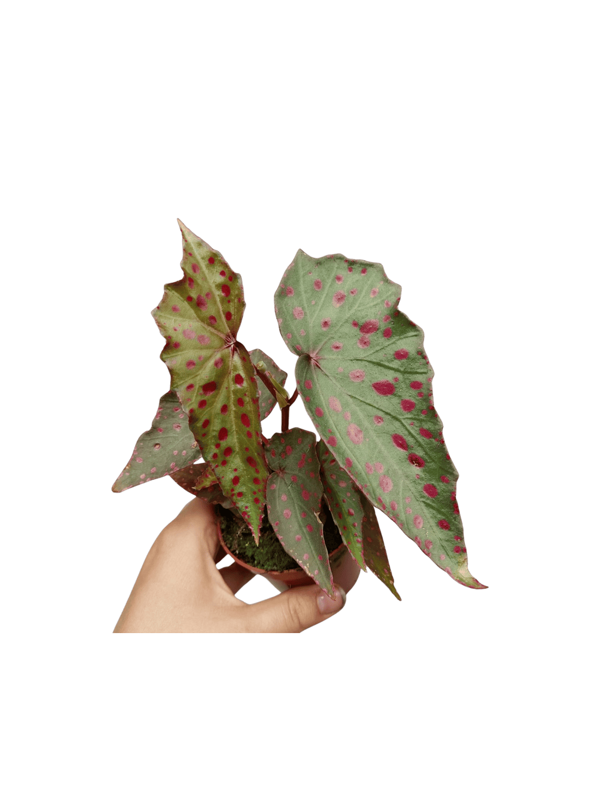 Begonia Amphioxus x Malachosticta