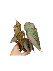 Begonia Amphioxus x Malachosticta