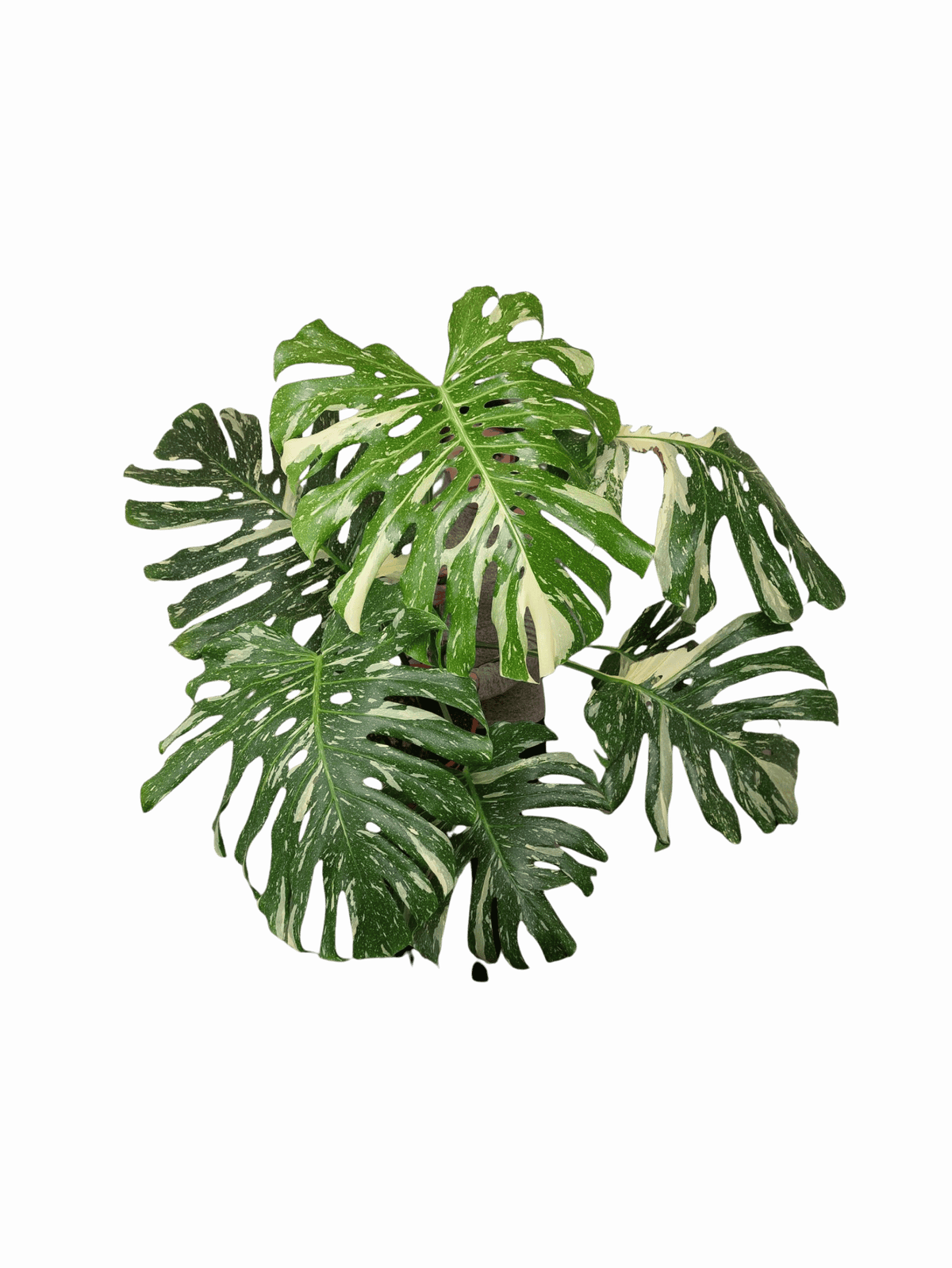 Monstera Thai Constellation XXL