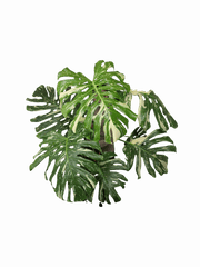 Monstera Thai Constellation XXL