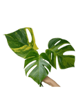 Monstera Aurea Steckling