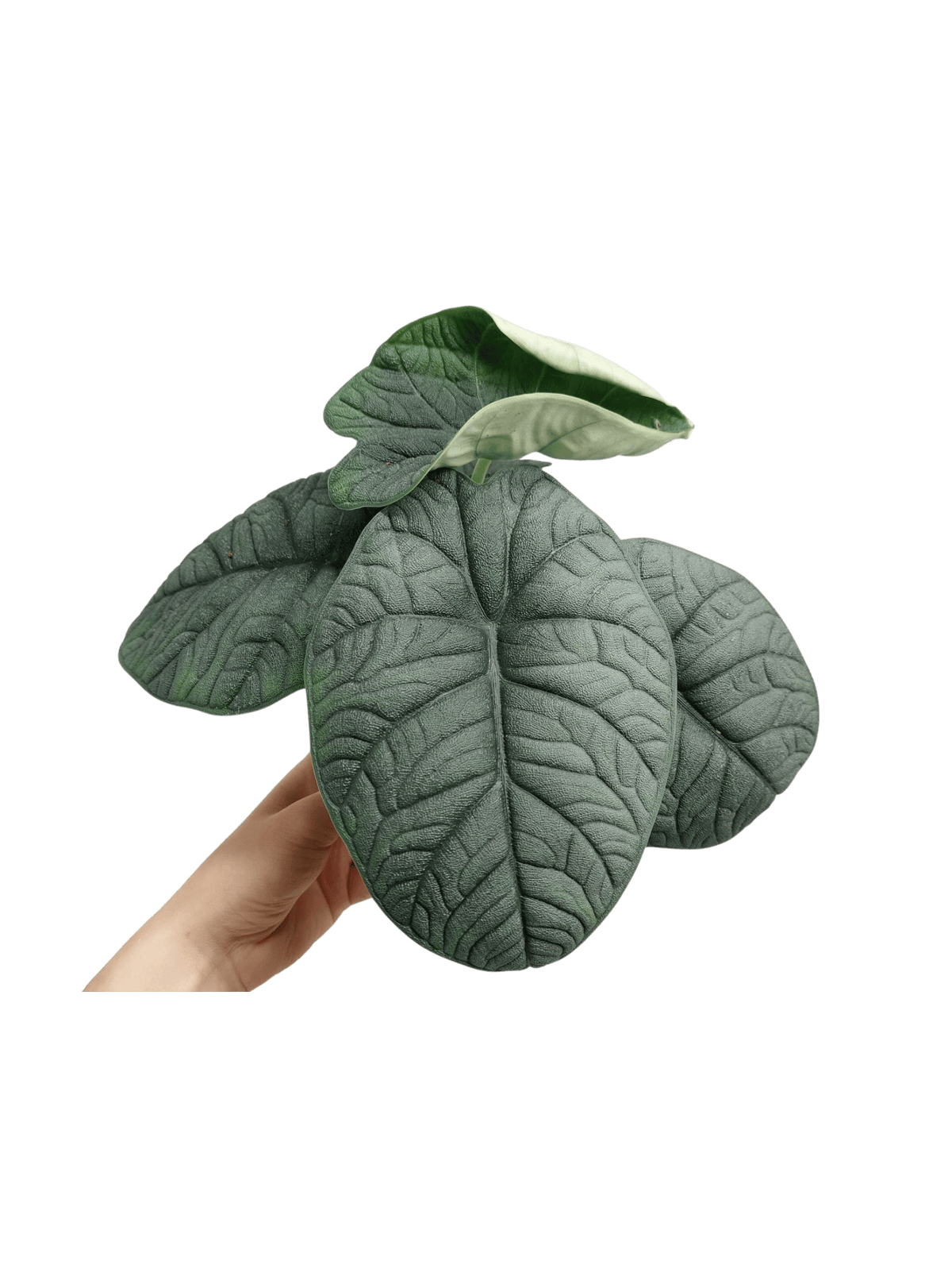 Alocasia Melo