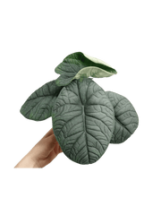 Alocasia Melo