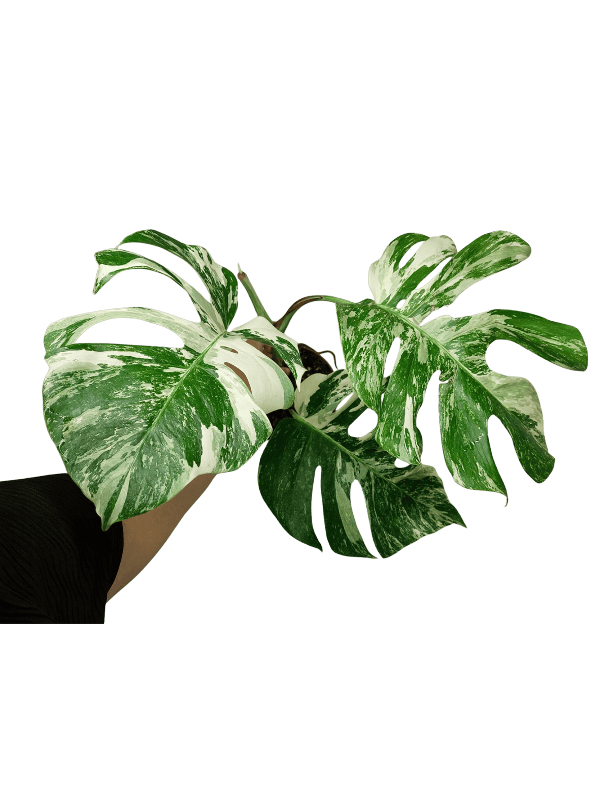 Sad Plants