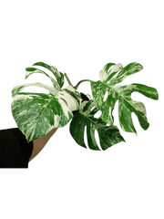 Sad Plants