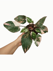 Philodendron Pink Princess Tricolor