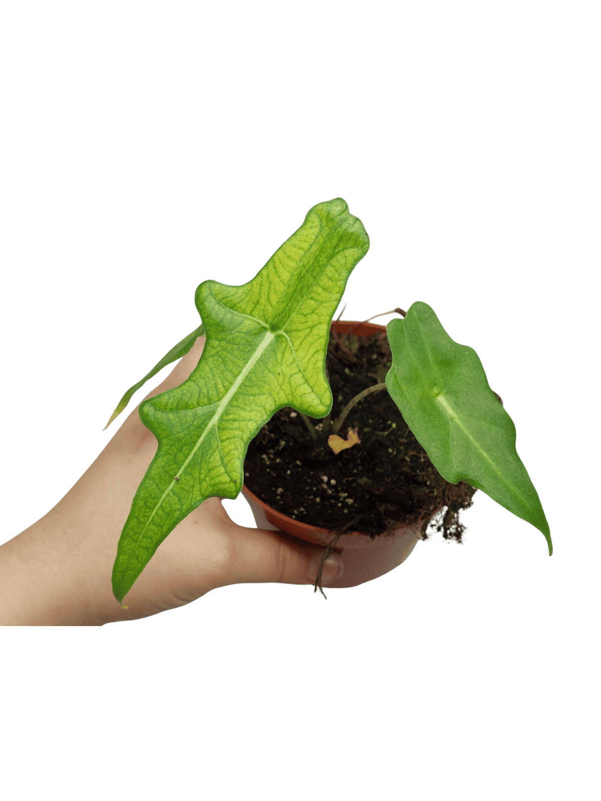 Alocasia Portei Ghost Variegata