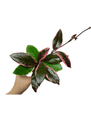 Hoya Carnosa Floraganza