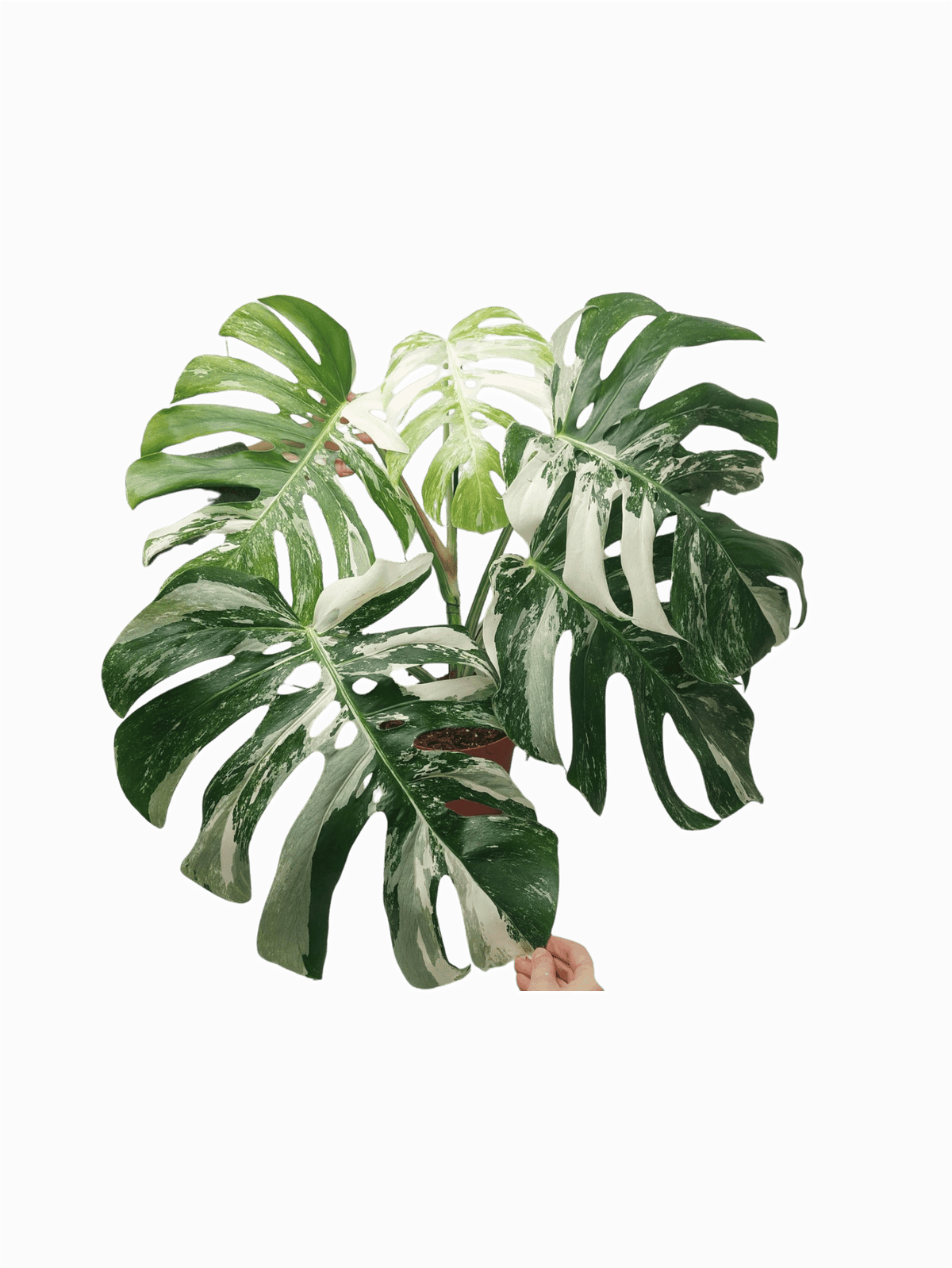 Monstera Variegata Adult