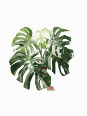 Monstera Variegata Adult