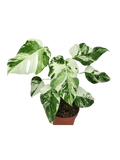 Monstera Variegata (zum aussuchen)