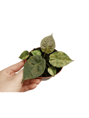 Alocasia Wentii Aurea