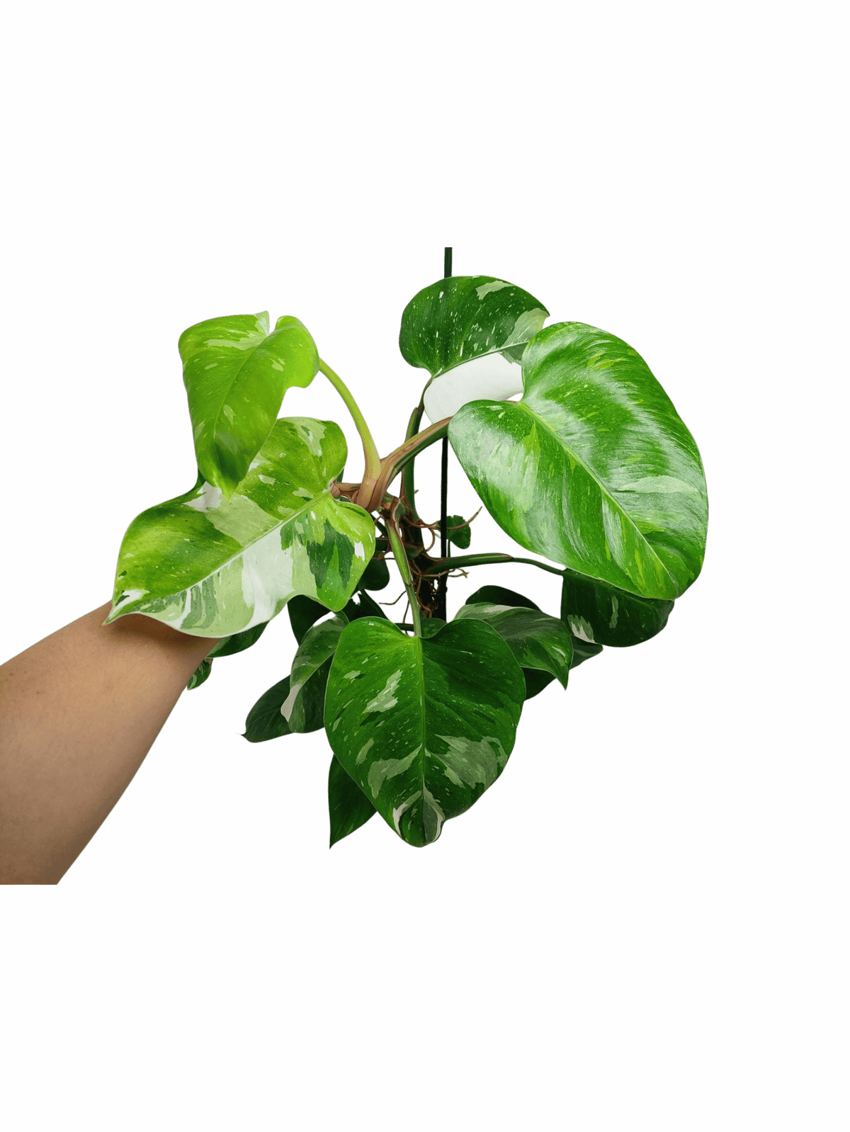 Philodendron White Princess Aurea Tricolor