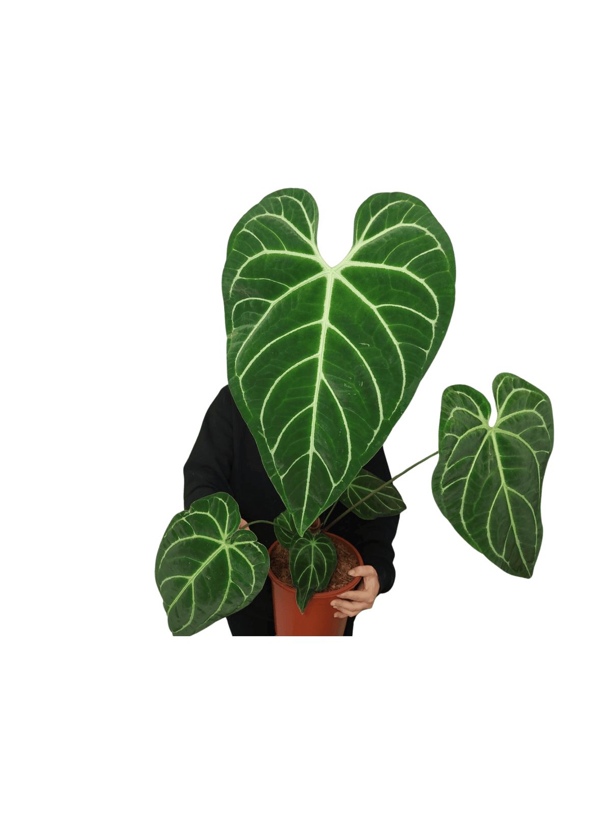 Anthurium Regale groß